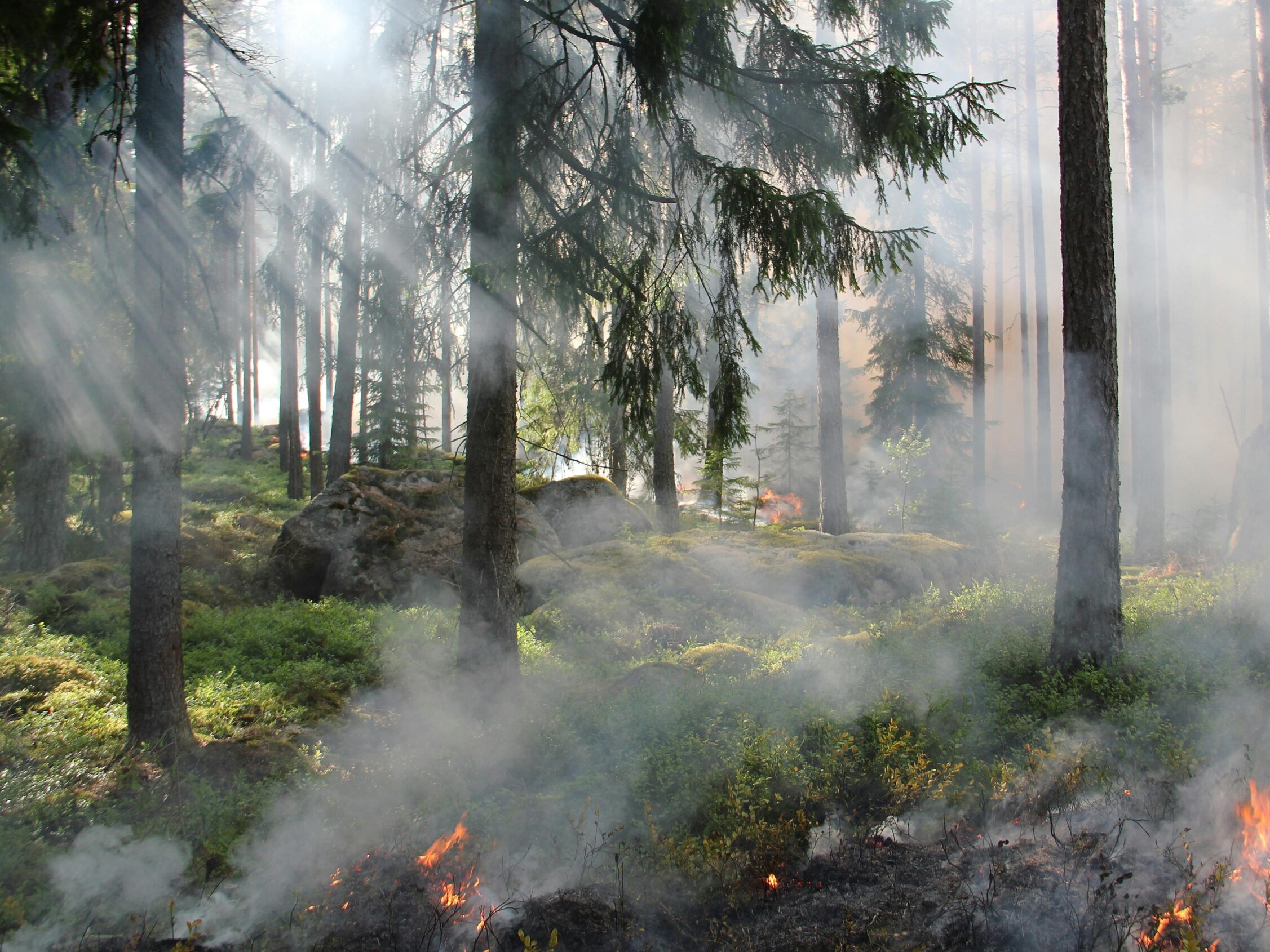 Contributi regionali per la prevenzione degli incendi boschivi