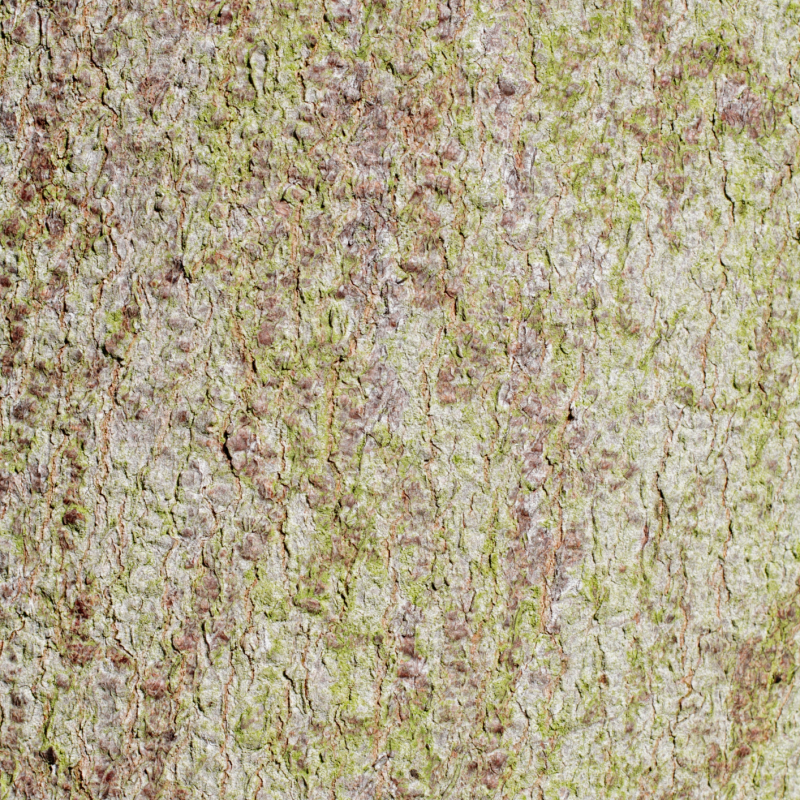 acero corteccia