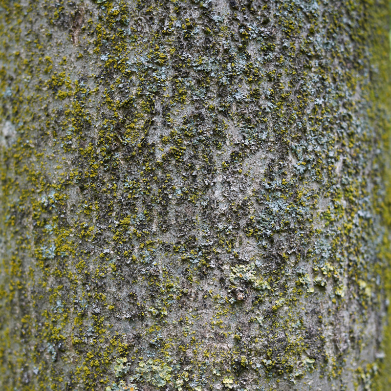 corteccia frassino