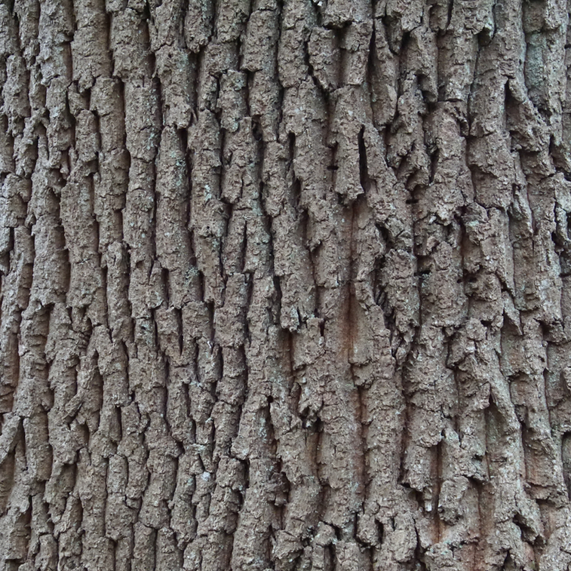 rovere corteccia